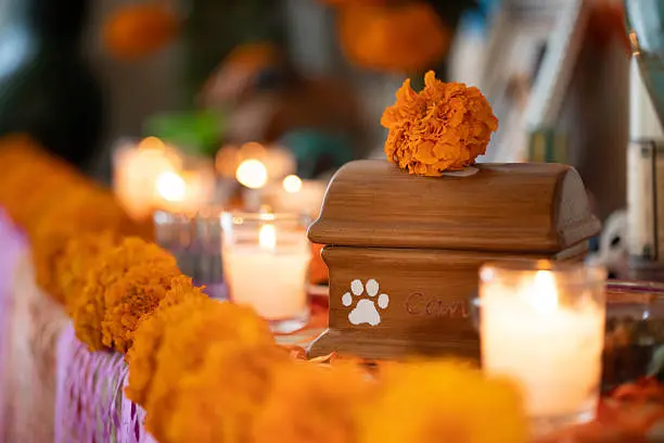 El 27 de octubre es la fecha que se ha popularizado para colocar la ofrenda dedicada a las mascotas fallecidas./ Pixabay