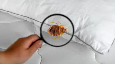 ¿Hay chinches en tu casa? Señales de alerta y cómo eliminarlas en primavera