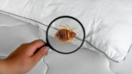 ¿Hay chinches en tu casa? Señales de alerta y cómo eliminarlas en primavera