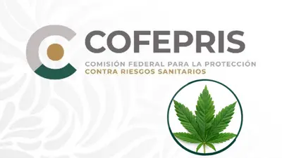 ¿La marihuana ya es legal en México? COFEPRIS aclara qué permite y qué prohíbe la resolución de la SCJN