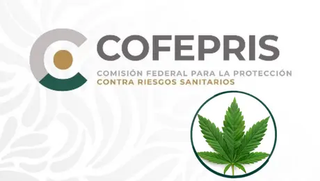 ¿La marihuana ya es legal en México? COFEPRIS aclara qué permite y qué prohíbe la resolución de la SCJN