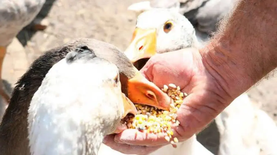 Un pato necesita espacio, agua y atención veterinaria. / Veterinaria Digital.