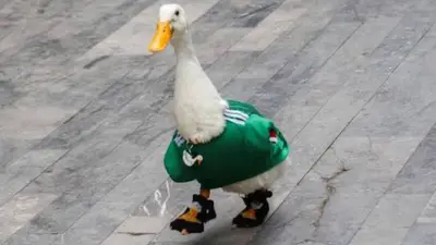 ¿Cuánto cuesta tener un pato como mascota? UNAM alerta por aumento en la compra de estas aves
