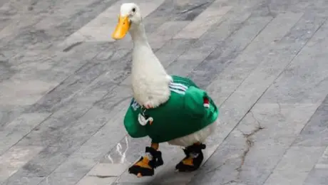 ¿Cuánto cuesta tener un pato como mascota? UNAM alerta por aumento en la compra de estas aves