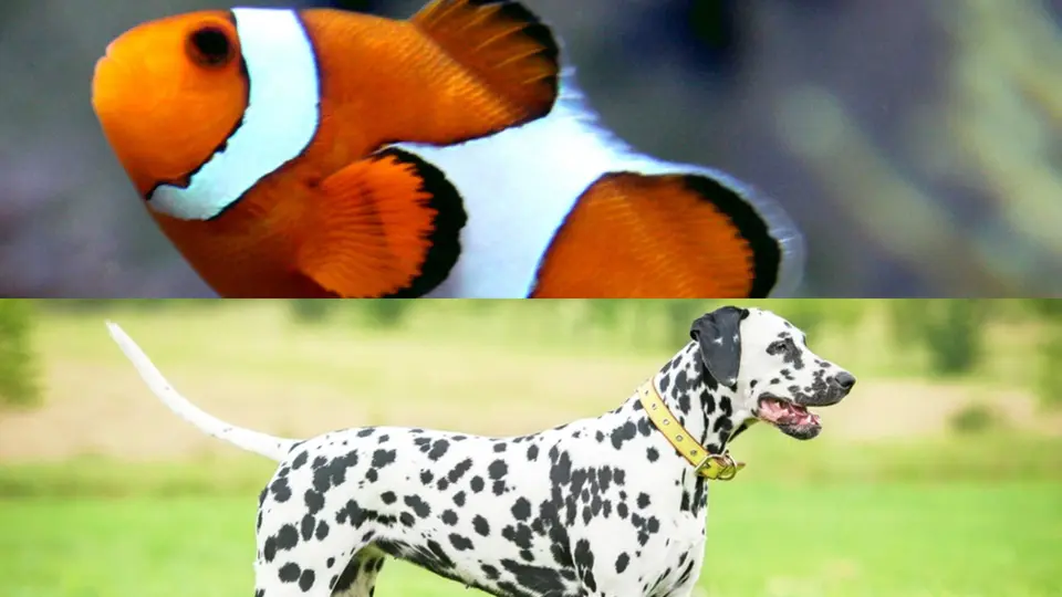 Expertos alertan sobre la compra impulsiva de animales. / Especial.