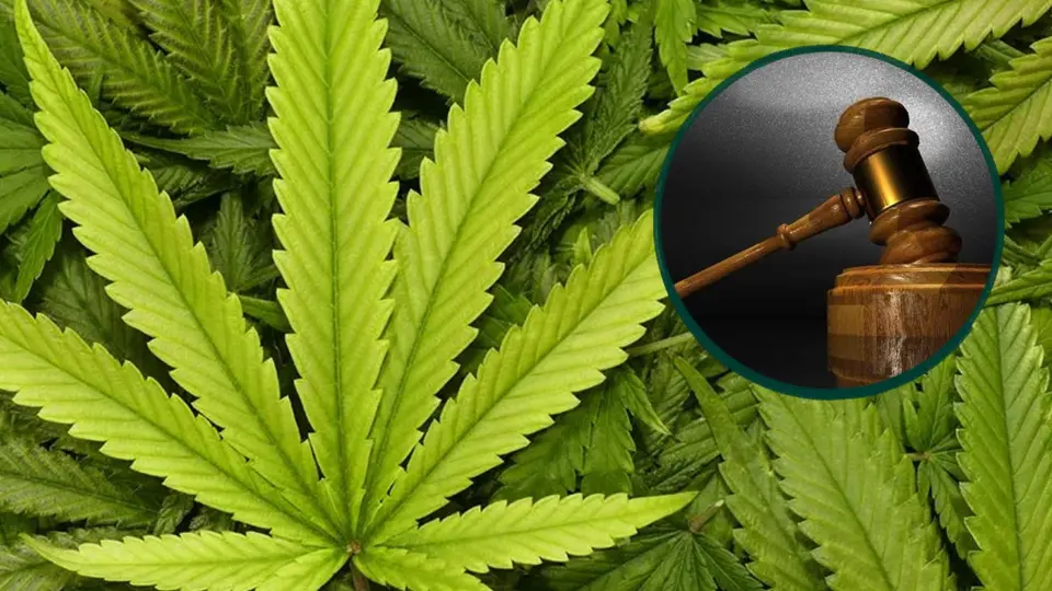 La Suprema Corte de Justicia de la Nación reconoció el derecho al autoconsumo de cannabis para personas autorizadas, sin establecer una legalización general de la marihuana en México. / Especial.