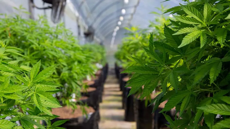 La regulación del cannabis en México continúa vigente pese a las resoluciones judiciales que permiten el autoconsumo lúdico bajo autorización sanitaria. / Especial.