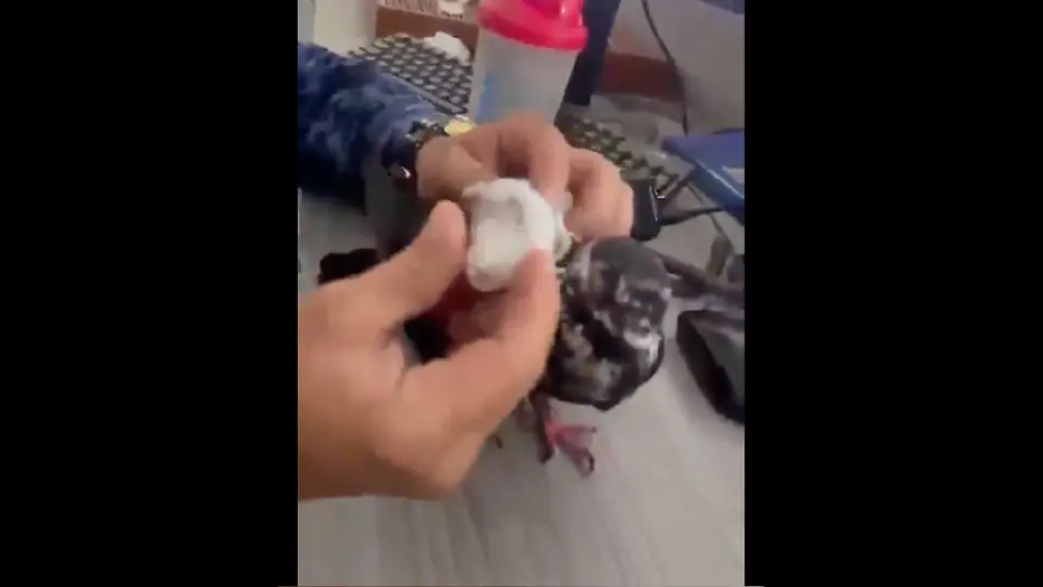 El insólito hallazgo ocurrió en la prisión de Palogordo, ubicada en Girón, Santander de Colombia / Especial