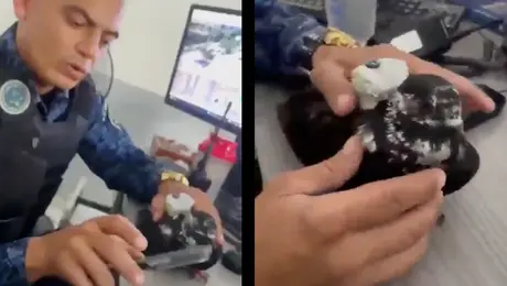 VIDEO: Capturan a paloma usada para traficar drogas dentro de una prisión