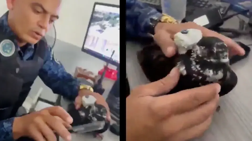 VIDEO: Capturan a paloma usada para traficar drogas dentro de una prisión