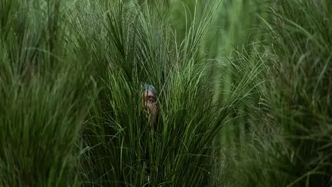 Las plantas fueron personas disfrazadas para solucionar más rápido la escenografía / AP