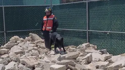 Célula canina entra a rescate tras colapso en San Antonio Abad