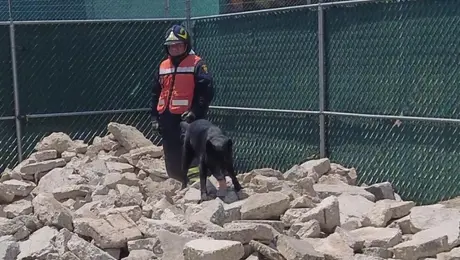 Célula canina entra a rescate tras colapso en San Antonio Abad