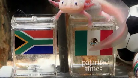 ¿’Pulpo Paul’ eres tú? ‘Paco el ajolote’ se hace viral por predicción del México vs Sudáfrica