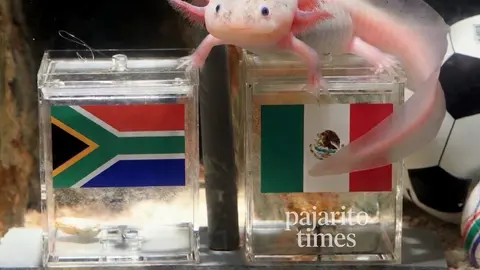 ¿’Pulpo Paul’ eres tú? ‘Paco el ajolote’ se hace viral por predicción del México vs Sudáfrica