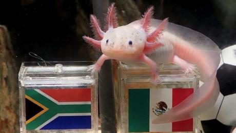 ¿’Pulpo Paul’ eres tú? ‘Paco el ajolote’ se hace viral por predicción del México vs Sudáfrica