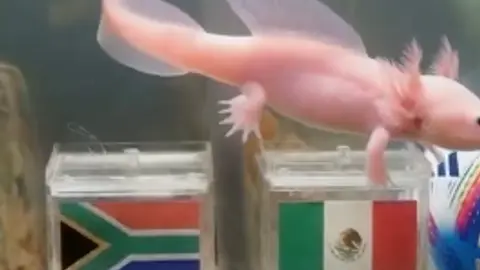 'Paco el ajolote' l CAPTURA