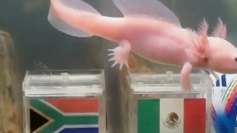 'Paco el ajolote' l CAPTURA