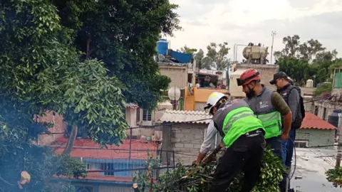 En la colonia San Juan de Aragón, se registró la caída de un árbol de 18 metros de altura / Secretaría de Gestión Integral de Riesgos y PC