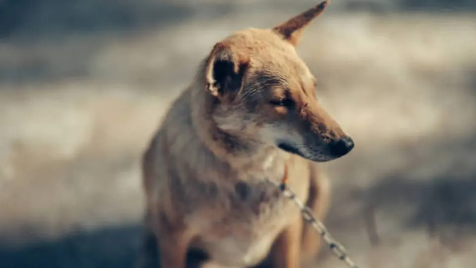 La Ciudad de México contempla sanciones para quienes cometan actos de maltrato o crueldad contra los animales. / iStock