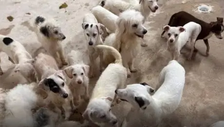 Rescatan a 30 perros y 20 gatos que vivían hacinados en Iztapalapa; recibirán atención veterinaria