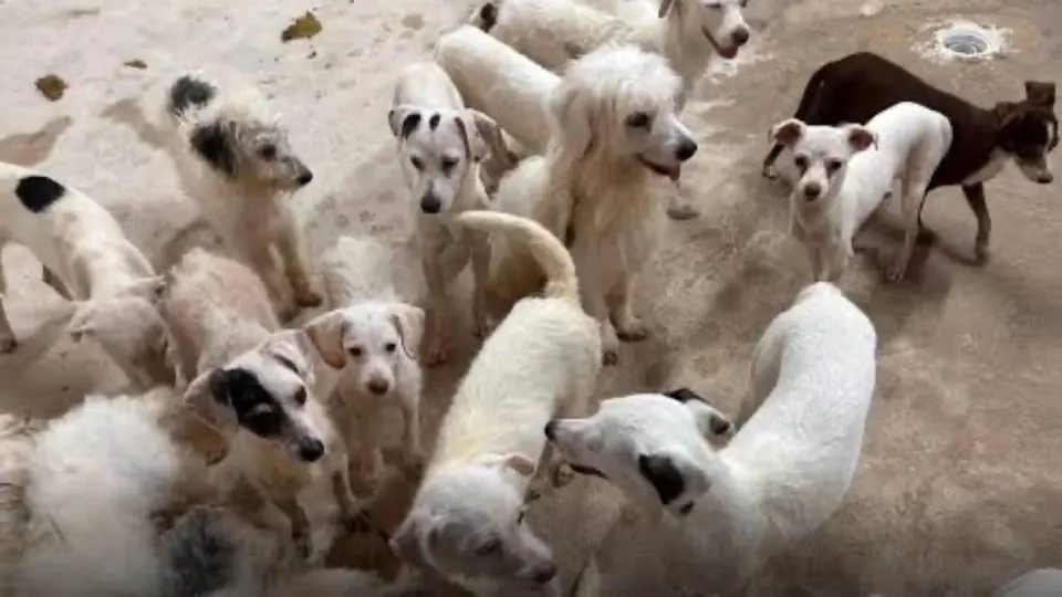 Rescatan a 30 perros y 20 gatos que vivían hacinados en Iztapalapa; recibirán atención veterinaria