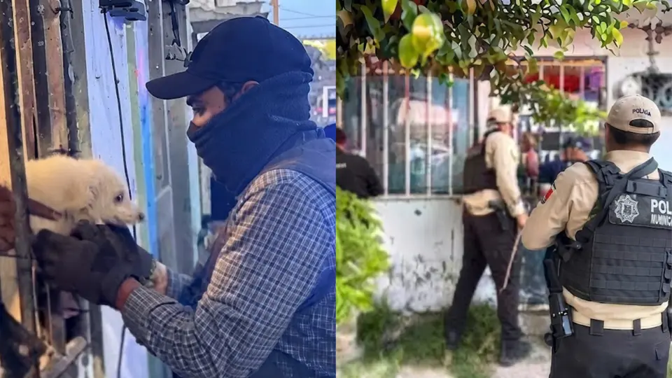 El operativo permitió poner a salvo a decenas de animales que permanecían en un predio de la Ciudad de México / Especial