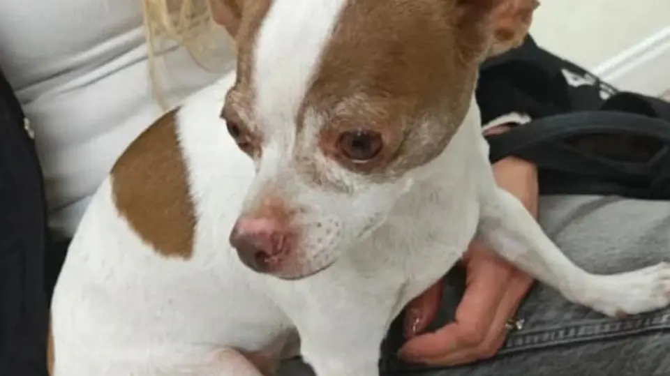 La mujer habría exigido dinero a cambio de devolver a la perrita. / SSC