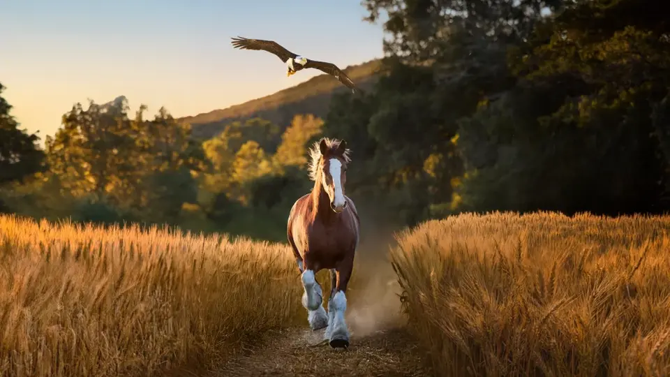 Las marcas pagaron hasta 10 millones de dólares por 30 segundos de publicidad durante el Super Bowl 2026./ AP