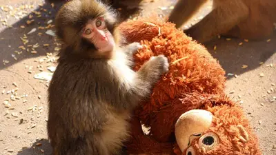 ¿Mono Punch está sufriendo bullying? Zoológico de Japón responde a videos virales