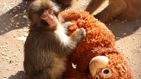¿Mono Punch está sufriendo bullying? Zoológico de Japón responde a videos virales