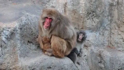 Según el zoológico, Punche cada vez se adapta más a su manada/X: @ichikawa_zoo