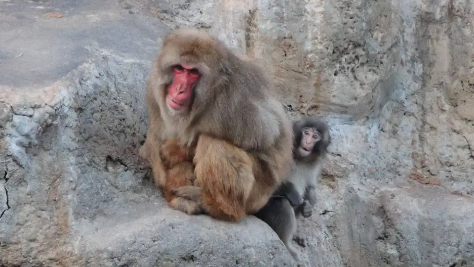 Según el zoológico, Punche cada vez se adapta más a su manada/X: @ichikawa_zoo