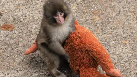 Punch se refugió en el peluche de un chango ante el abandono de su madre/X: @ichikawa_zoo