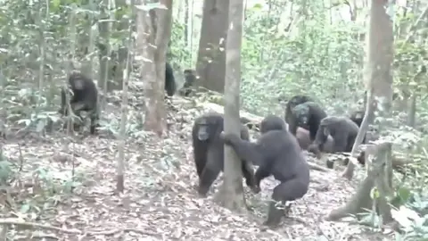 VIDEO: Se arma pelea campal entre chimpancés en Uganda