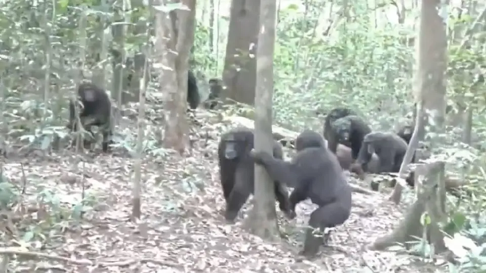 VIDEO: Se arma pelea campal entre chimpancés en Uganda