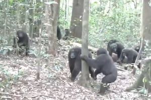 VIDEO: Se arma pelea campal entre chimpancés en Uganda