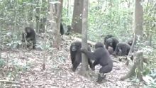 VIDEO: Se arma pelea campal entre chimpancés en Uganda