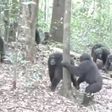 VIDEO: Se arma pelea campal entre chimpancés en Uganda