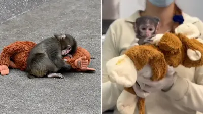 Yuji, el “Punch” mexicano: el bebé mono patas que enternece en el Zoológico de Guadalajara