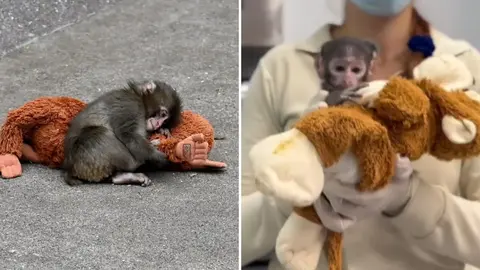 Yuji, el “Punch” mexicano: el bebé mono patas que enternece en el Zoológico de Guadalajara