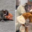 Yuji, el “Punch” mexicano: el bebé mono patas que enternece en el Zoológico de Guadalajara