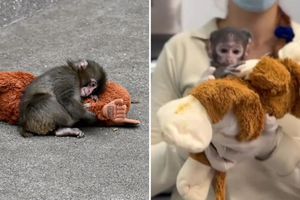 Yuji, el “Punch” mexicano: el bebé mono patas que enternece en el Zoológico de Guadalajara