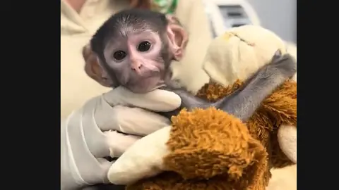 Yuji tiene 38 días de nacido. / @zoologicoguadalajara