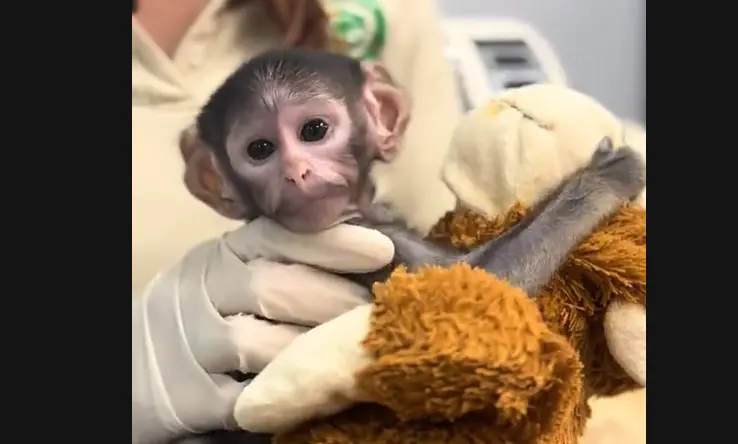 Yuji tiene 38 días de nacido. / @zoologicoguadalajara