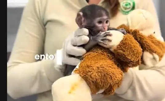 Yuji. / @zoologicoguadalajara