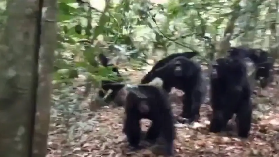 Los chimpancés mostraron una actitud violenta hacia un grupo rival/X: @therealbuni