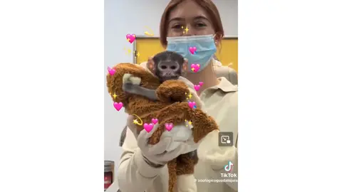 Yuji, el nuevo integrante del Zoológico de Guadalajara. / @zoologicoguadalajara
