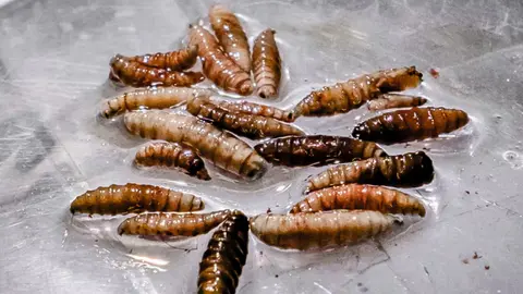 Infórmate sobre los síntomas del gusano barrenador en humanos.