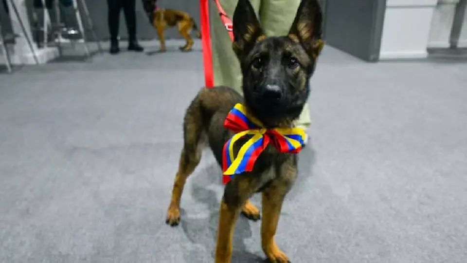 Gobierno venezolano entregó una perrita a las fuerzas armadas mexicanas en agradecimiento / @Defensa